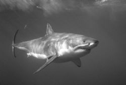 Great White Shark taken at Isla Guadalupe. This shot was ... by Jess Guberman 